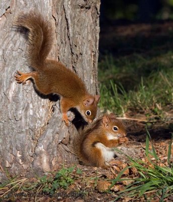 Young Red Squirrels