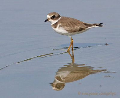 Semi-Palmated Plover reflection