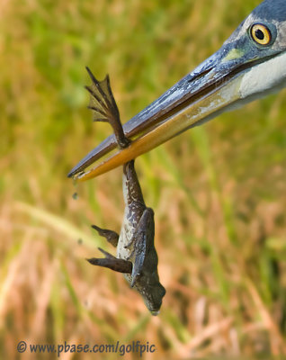 Great Blue Heron with frog