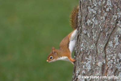 Young Red Squirrel