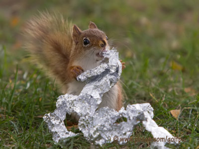 Red Squirrel.  A taste for tin foil.