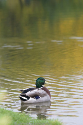 Mallard. Serene morning.