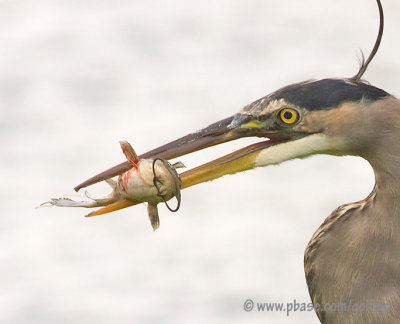 Great Blue Heron. Zee great hunter.