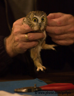 Northern Saw-whet Owl.