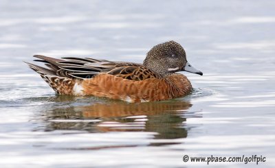 American Wigeon