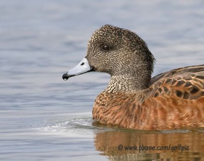 American Wigeon (male in eclipse plumage)