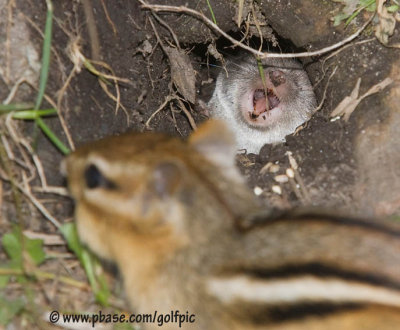 Chipmunk versus Northern Short-Tailed Shrew.  Get away from my burrow!.