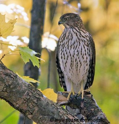 Coopers Hawk watching squirrel