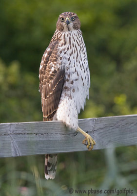 Coopers Hawk