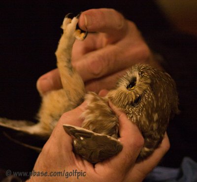 Saw-Whet Owl.  My, what sharp talons you have. 