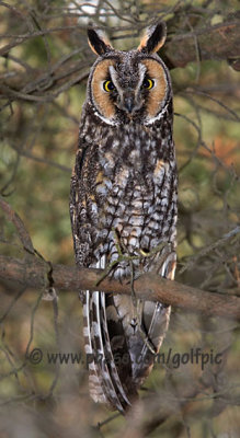 long-eared-owl20086x.jpg