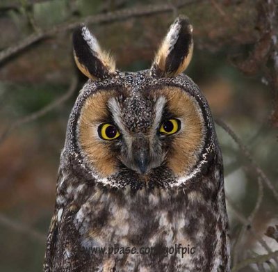 Long-Eared Owl