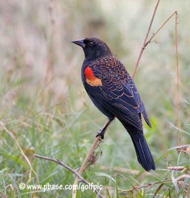 Redwing Blackbird