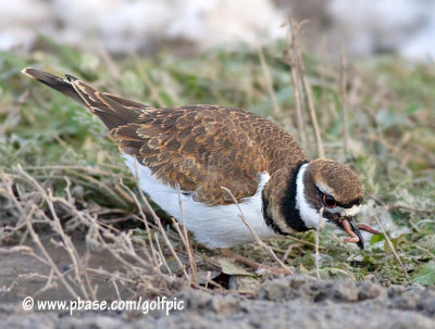 Kildeer finds worm