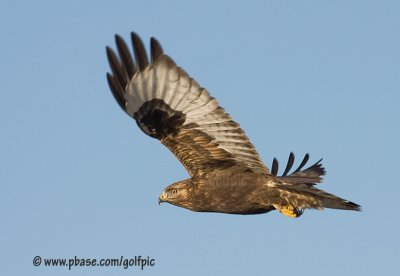 Rough-legged Hawk (juvenile dark-morph)