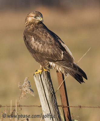 Rough-legged Hawk