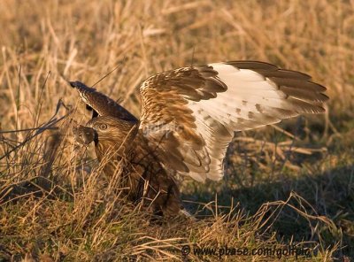 Rough-legged Hawk (a successful hunt)