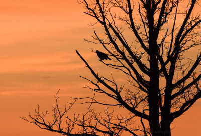Rough-legged Hawk sunset