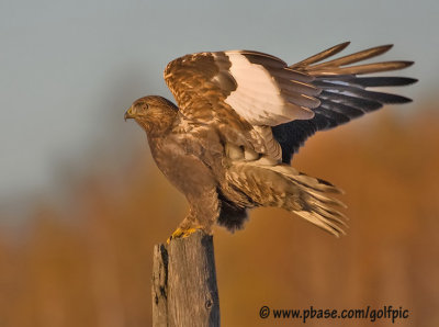 Rough-legged Hawk in golden light
