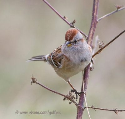 American Tree Sparrow prefers to use left eye to look for predators