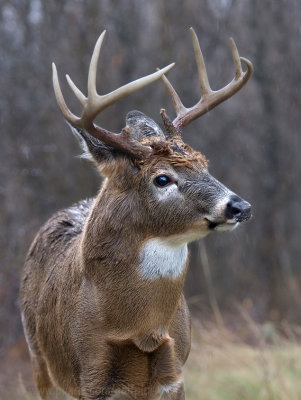 Deer in the rain