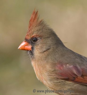 Red Cardinal (female)