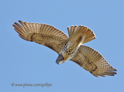 Redtail Hawk