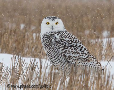 Snowy Owl