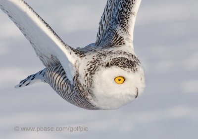 snowyowl200857xnsn.jpg