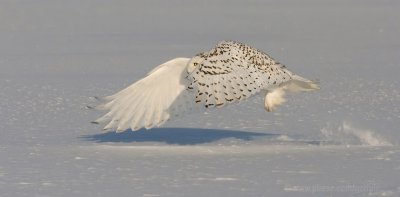 Snowy Owl taking off