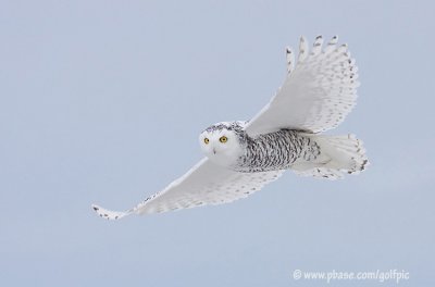 snowyowl2008130xnsn.jpg