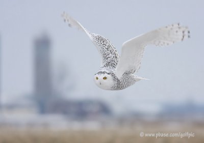 snowyowl2008133nsn.jpg