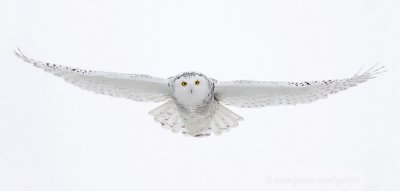 Snowyowl2008132xnsn.jpg