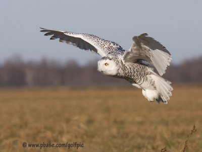 Snowy Owl