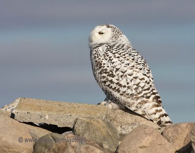 Snowy Owl