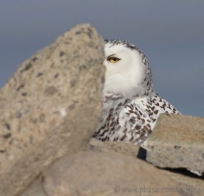 Snowy Owl peek-a-boo