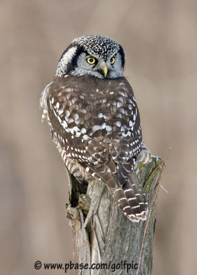 Hawk Owl