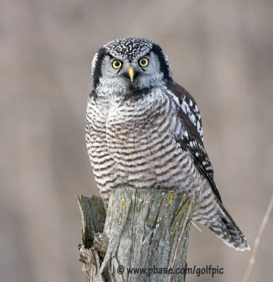 Hawk Owl