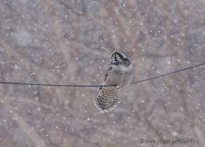Hawk Owl winter wonderland.