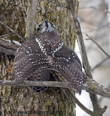 Hawk Owl storing prey