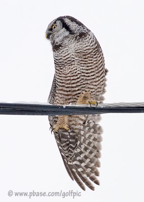 Hawk Owl stretch