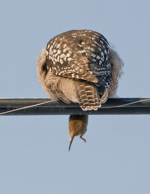 Hawk Owl and prey