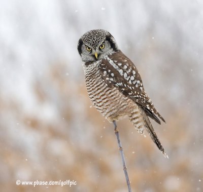 Hawk Owl perched in flurries