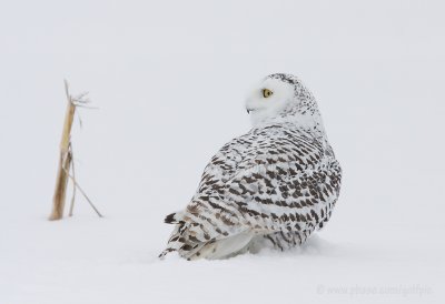 Snowy Owl