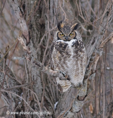 Great Horned Owl