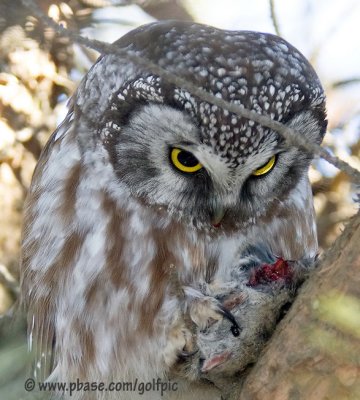 Boreal Owl and bed time snack