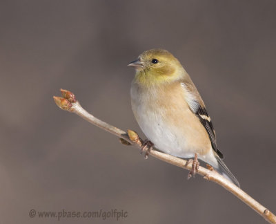 American Goldfinch