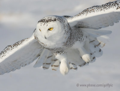 Snowy Owl