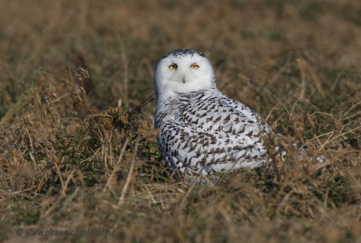 Snowy Owl