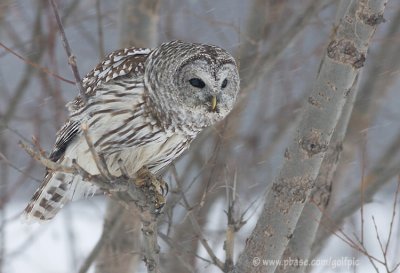 Barred Owl